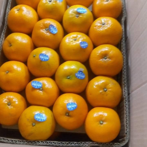 Premium Quality Kinnow Box