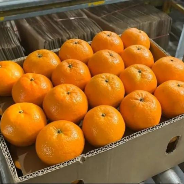 Premium Quality Kinnow Box