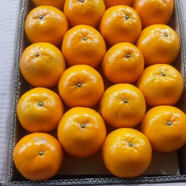 Premium Quality Kinnow Box